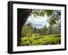 Tea Plantations Near Munnar, Kerala, India, South Asia-Ben Pipe-Framed Photographic Print