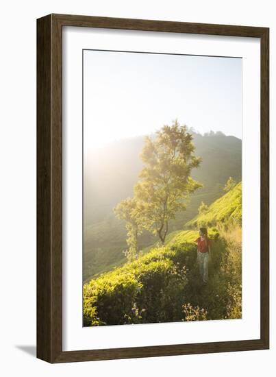 Tea Plantations Near Munnar, Kerala, India, South Asia-Ben Pipe-Framed Photographic Print