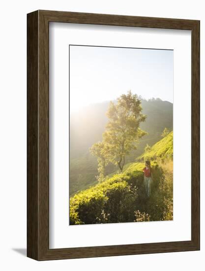 Tea Plantations Near Munnar, Kerala, India, South Asia-Ben Pipe-Framed Photographic Print