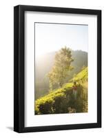 Tea Plantations Near Munnar, Kerala, India, South Asia-Ben Pipe-Framed Photographic Print