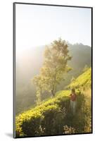 Tea Plantations Near Munnar, Kerala, India, South Asia-Ben Pipe-Mounted Photographic Print