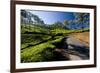 Tea Plantations, Vagamon, Kerala, India, Asia-Balan Madhavan-Framed Photographic Print