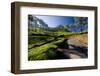 Tea Plantations, Vagamon, Kerala, India, Asia-Balan Madhavan-Framed Photographic Print