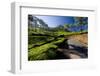 Tea Plantations, Vagamon, Kerala, India, Asia-Balan Madhavan-Framed Photographic Print