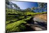 Tea Plantations, Vagamon, Kerala, India, Asia-Balan Madhavan-Mounted Photographic Print