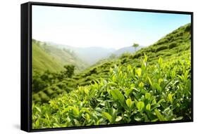 Tea Plantations-Liang Zhang-Framed Stretched Canvas