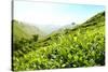 Tea Plantations-Liang Zhang-Stretched Canvas