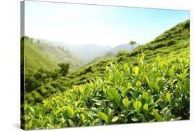 Tea Plantations-Liang Zhang-Stretched Canvas