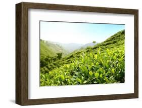 Tea Plantations-Liang Zhang-Framed Photographic Print