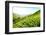 Tea Plantations-Liang Zhang-Framed Photographic Print