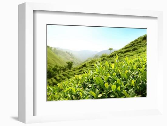 Tea Plantations-Liang Zhang-Framed Photographic Print