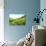 Tea Plantations-Liang Zhang-Photographic Print displayed on a wall