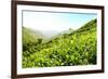 Tea Plantations-Liang Zhang-Framed Photographic Print