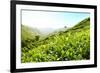 Tea Plantations-Liang Zhang-Framed Photographic Print