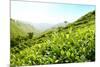 Tea Plantations-Liang Zhang-Mounted Photographic Print