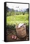 Tea Pluckers Basket and Shoes at a Tea Plantation-Matthew Williams-Ellis-Framed Stretched Canvas