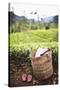 Tea Pluckers Basket and Shoes at a Tea Plantation-Matthew Williams-Ellis-Stretched Canvas