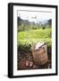 Tea Pluckers Basket and Shoes at a Tea Plantation-Matthew Williams-Ellis-Framed Photographic Print