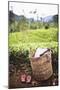 Tea Pluckers Basket and Shoes at a Tea Plantation-Matthew Williams-Ellis-Mounted Photographic Print