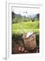 Tea Pluckers Basket and Shoes at a Tea Plantation-Matthew Williams-Ellis-Framed Photographic Print