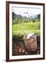 Tea Pluckers Basket and Shoes at a Tea Plantation-Matthew Williams-Ellis-Framed Photographic Print