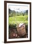 Tea Pluckers Basket and Shoes at a Tea Plantation-Matthew Williams-Ellis-Framed Photographic Print