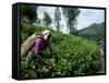 Tea Pluckers Working in a Plantation Near Ella, Sri Lanka-Yadid Levy-Framed Stretched Canvas