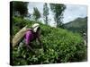 Tea Pluckers Working in a Plantation Near Ella, Sri Lanka-Yadid Levy-Stretched Canvas