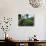 Tea Pluckers Working in a Plantation Near Ella, Sri Lanka-Yadid Levy-Photographic Print displayed on a wall