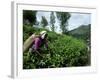 Tea Pluckers Working in a Plantation Near Ella, Sri Lanka-Yadid Levy-Framed Photographic Print