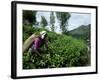 Tea Pluckers Working in a Plantation Near Ella, Sri Lanka-Yadid Levy-Framed Photographic Print