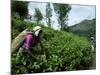 Tea Pluckers Working in a Plantation Near Ella, Sri Lanka-Yadid Levy-Mounted Photographic Print