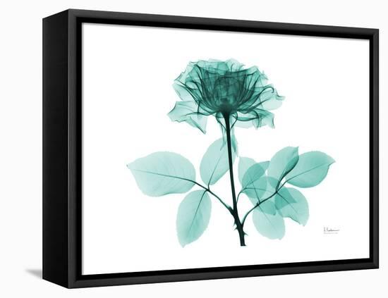 Tea Rose 1-Albert Koetsier-Framed Stretched Canvas