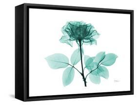 Tea Rose 1-Albert Koetsier-Framed Stretched Canvas