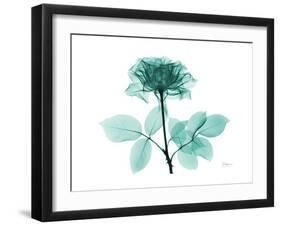 Tea Rose 1-Albert Koetsier-Framed Art Print