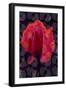 Tea Rose 3B-Scott J. Davis-Framed Giclee Print