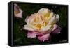 Tea Rose in Bloom, Santa Barbara, California, USA-Lynn M^ Stone-Framed Stretched Canvas