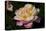 Tea Rose in Bloom, Santa Barbara, California, USA-Lynn M^ Stone-Stretched Canvas