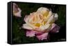 Tea Rose in Bloom, Santa Barbara, California, USA-Lynn M^ Stone-Framed Stretched Canvas