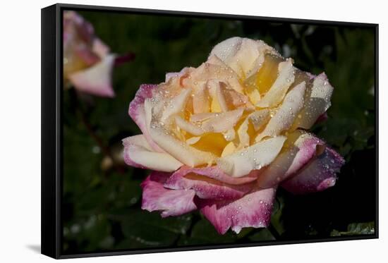 Tea Rose in Bloom, Santa Barbara, California, USA-Lynn M^ Stone-Framed Stretched Canvas