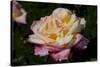 Tea Rose in Bloom, Santa Barbara, California, USA-Lynn M^ Stone-Stretched Canvas