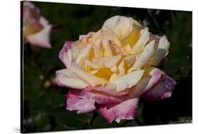 Tea Rose in Bloom, Santa Barbara, California, USA-Lynn M^ Stone-Stretched Canvas