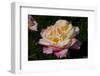 Tea Rose in Bloom, Santa Barbara, California, USA-Lynn M^ Stone-Framed Premium Photographic Print