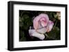 Tea Rose in Bloom, Santa Barbara, California, USA-Lynn M^ Stone-Framed Photographic Print