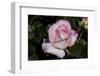 Tea Rose in Bloom, Santa Barbara, California, USA-Lynn M^ Stone-Framed Photographic Print