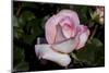 Tea Rose in Bloom, Santa Barbara, California, USA-Lynn M^ Stone-Mounted Photographic Print