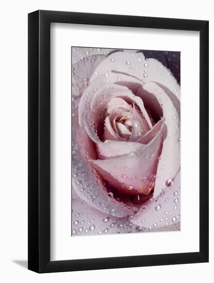 Tea Rose in Bloom, Santa Barbara, California, USA-Lynn M^ Stone-Framed Photographic Print