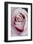 Tea Rose in Bloom, Santa Barbara, California, USA-Lynn M^ Stone-Framed Photographic Print