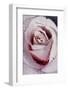 Tea Rose in Bloom, Santa Barbara, California, USA-Lynn M^ Stone-Framed Photographic Print