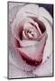 Tea Rose in Bloom, Santa Barbara, California, USA-Lynn M^ Stone-Mounted Photographic Print